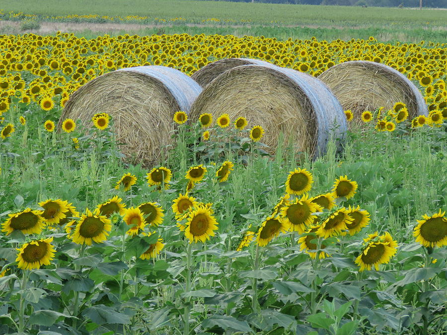 Peterson Farm Brothers Sunflower Trails Photograph by Keith Stokes