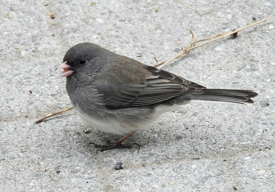 Petit Junco Photograph by Hatin Josee