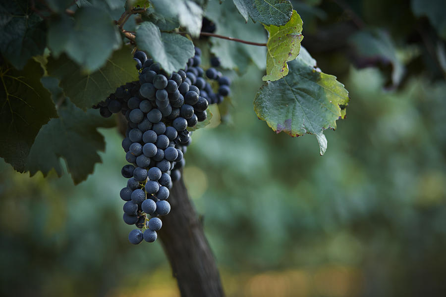 Petit Verdot grapes hanging on vine Photograph by Klaus Vedfelt