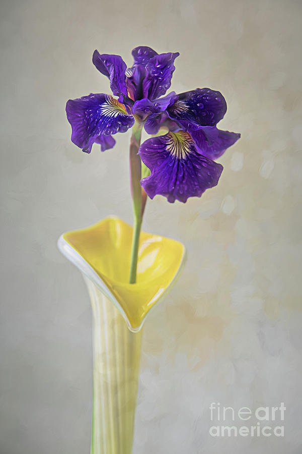 Petite Dutch Iris Photograph by Amy Dundon