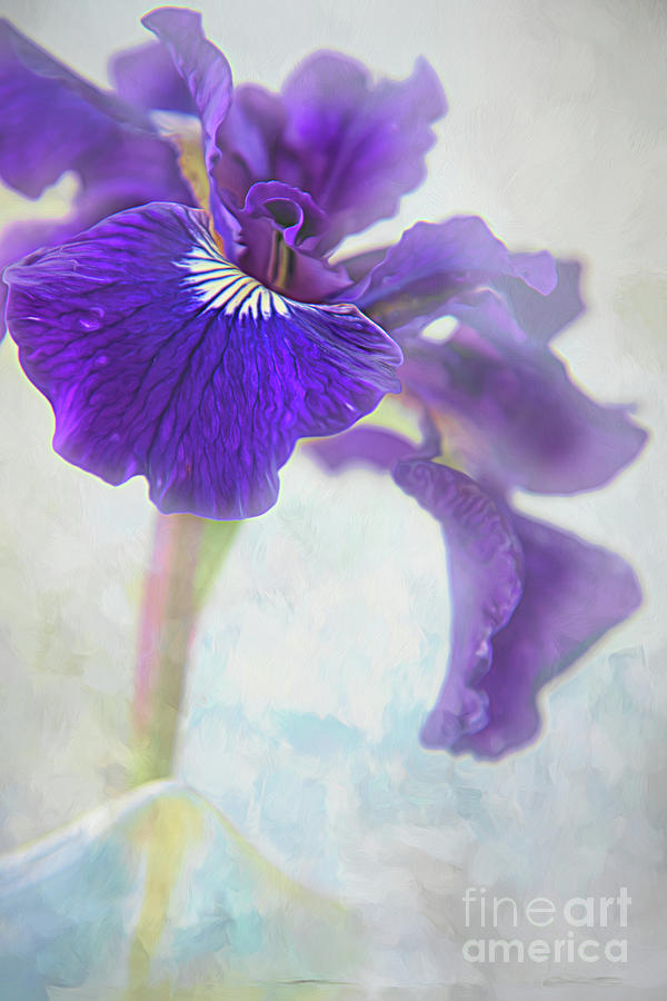 Petite Iris Abstract Photograph by Amy Dundon