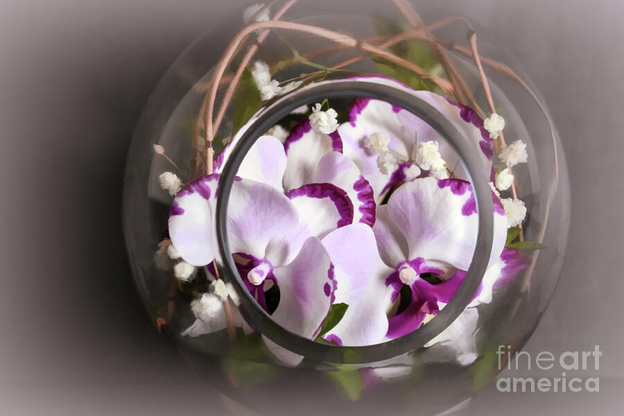 Petite Phalaenopsis in a Fishbowl Photograph by Diana Mary Sharpton