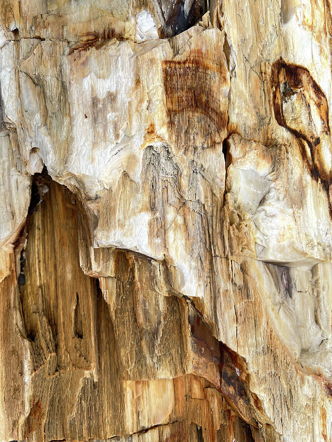 Petrafied Wood Photograph by Vicki Hone Smith Petrafied Wood Photograph by Vicki Hone Smith