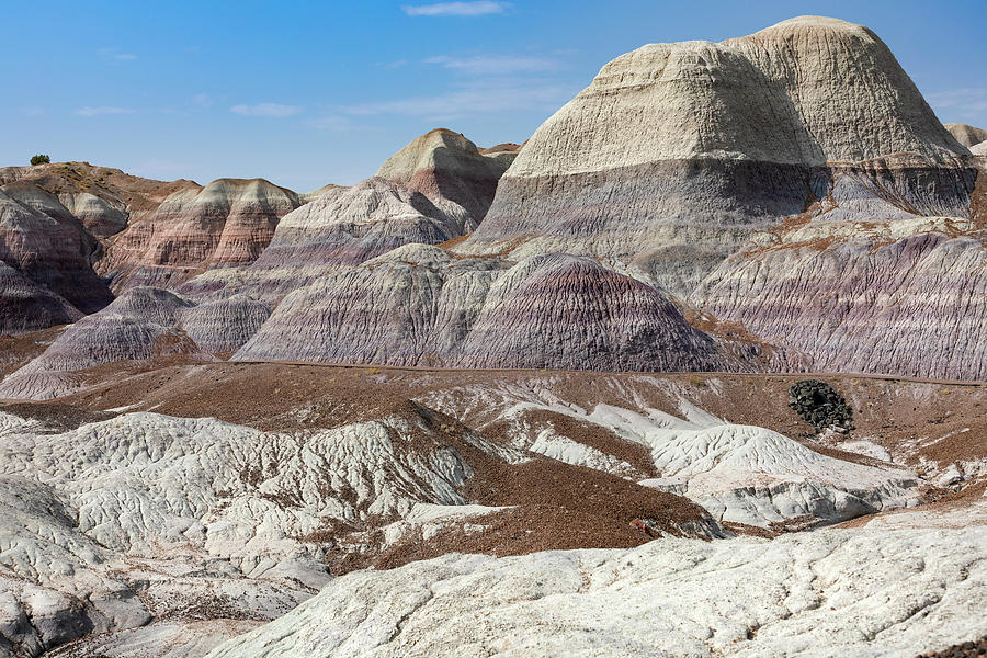 Petrified Forest 56 Photograph by Ricky Barnard - Pixels