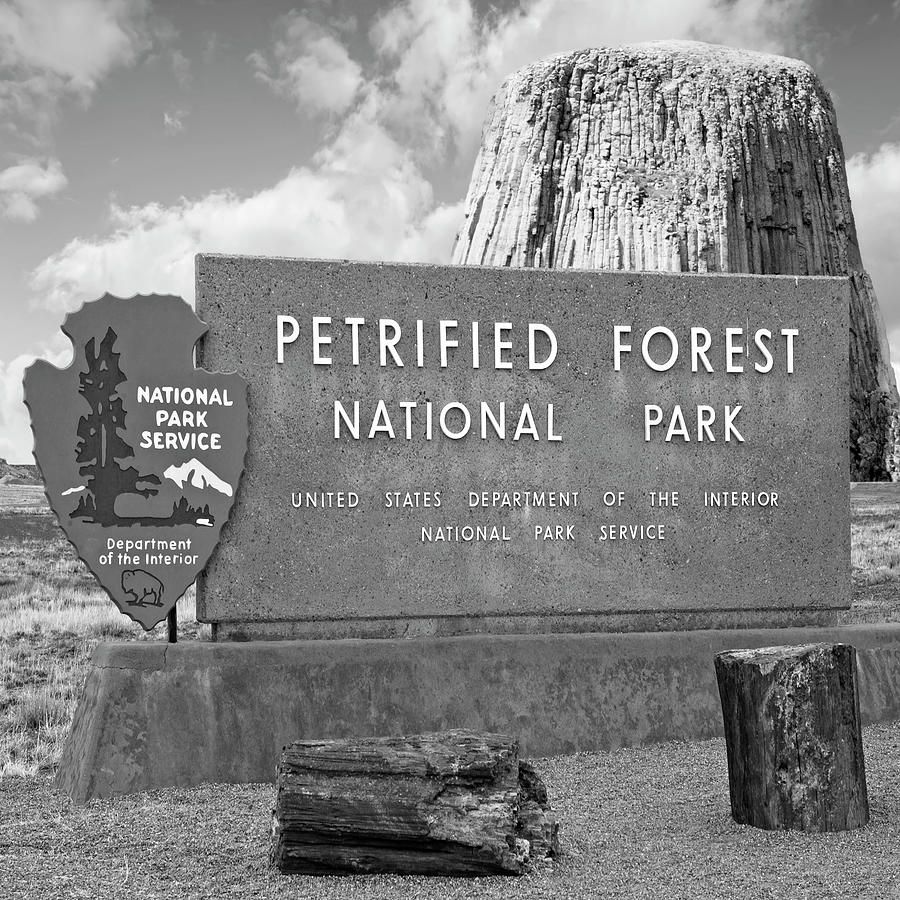 Petrified Forest and Devils Tower BW Photograph by Bob Pardue