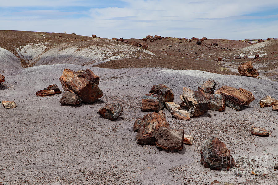Petrified Forest Impression  Photograph by Christiane Schulze Art And Photography