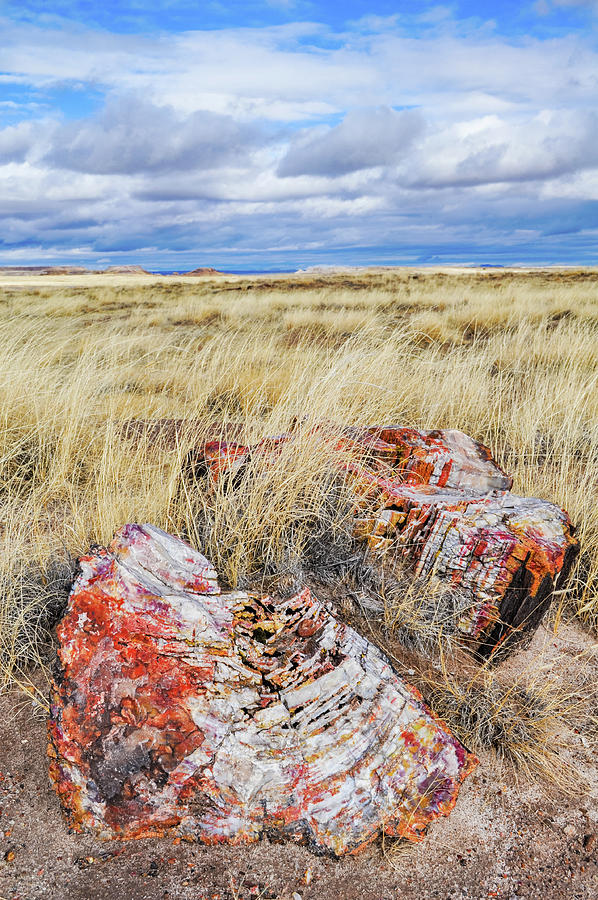  Petrified Forest National Park Log Photograph by Kyle Hanson