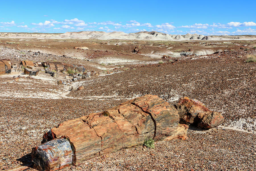 Petrified Forest View Photograph by Dawn Richards