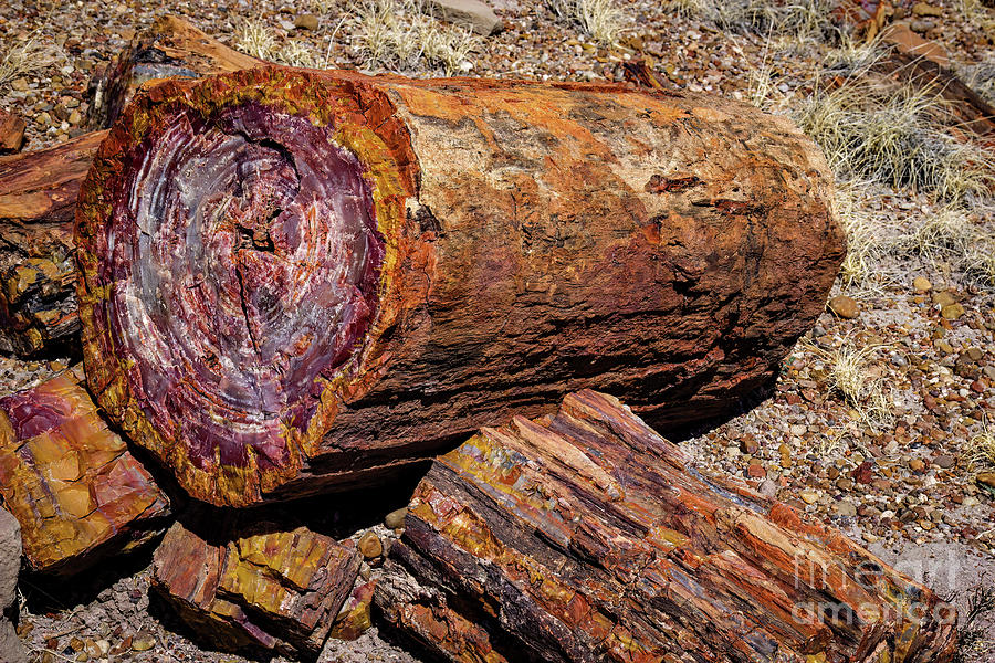 Petrified Log Photograph by Jon Burch Photography
