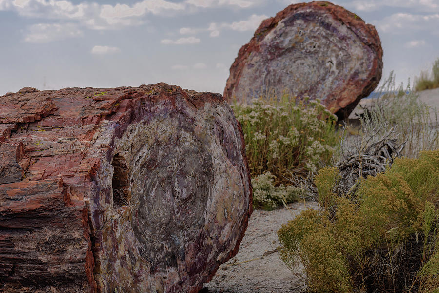 Petrified Logs Laying In The Desert Photograph By Richard Tatro