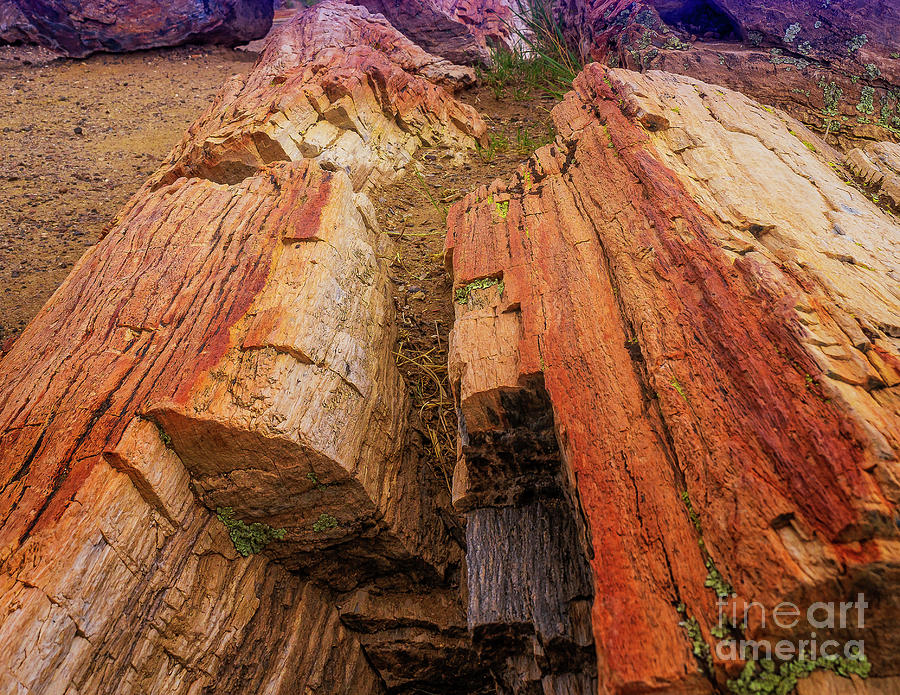 Petrified Logs Photograph by Nick Zelinsky Jr