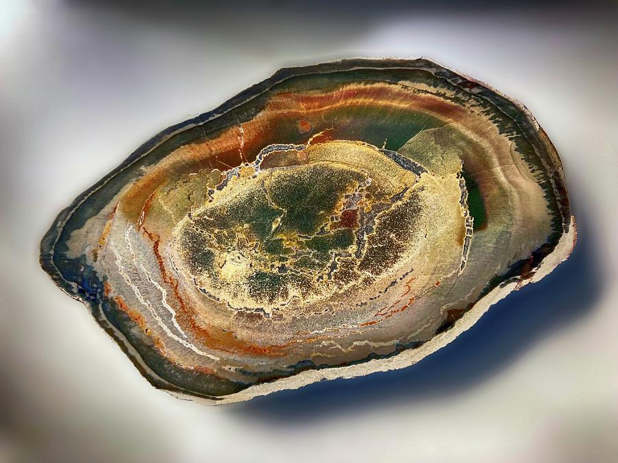 Petrified Wood 012923 Photograph by Mary Bedy