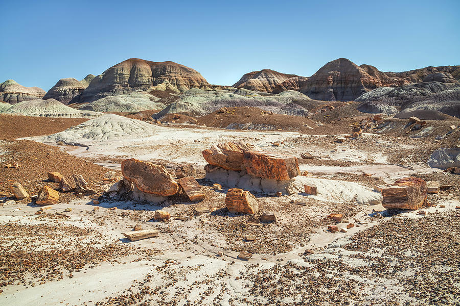 Petrified Wood and Blue Mesa Hills Photograph by Alexander Kunz