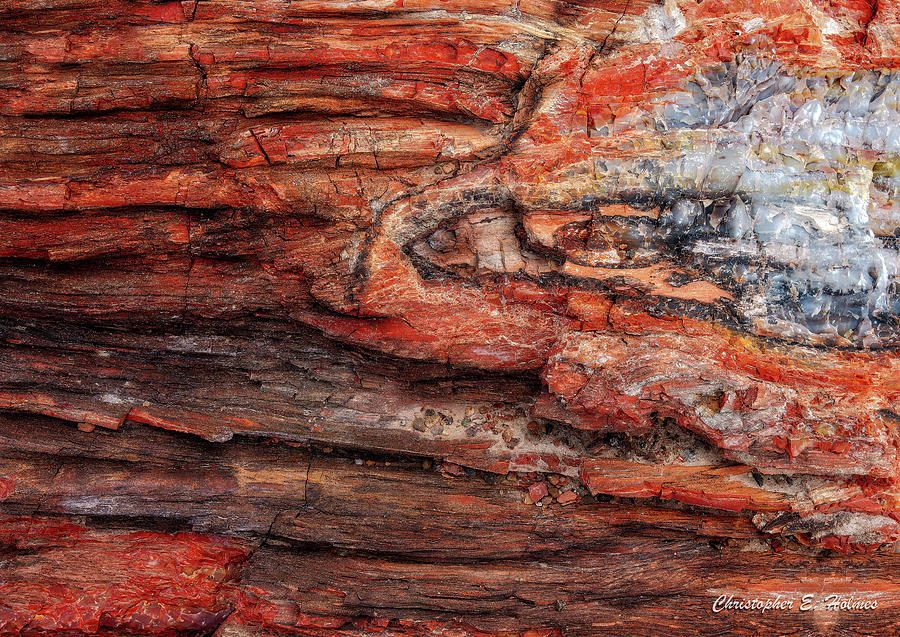 Petrified Wood Detail Photograph by Christopher Holmes