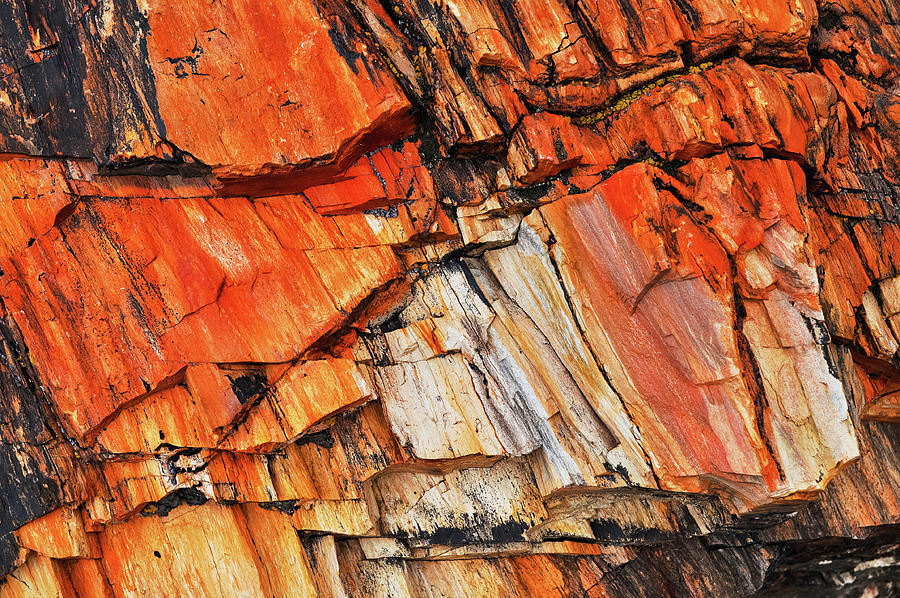 Petrified Wood Orange Tones Photograph by Kyle Hanson