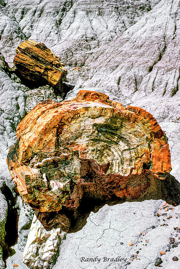 Petrified Wood  Photograph by Randy Bradley