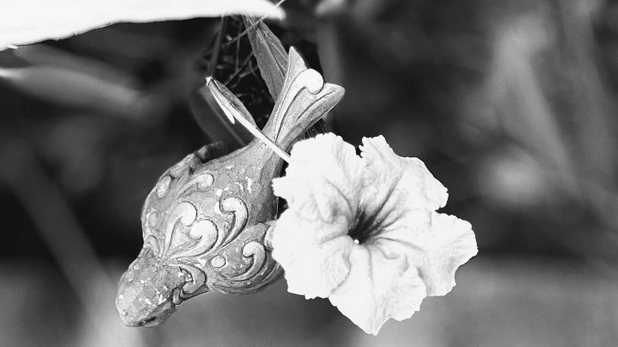 Petunia Bird Noir Photograph by Audrey Robillard