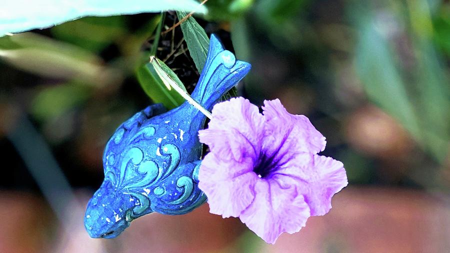 Petunia Bird Purple Photograph by Audrey Robillard