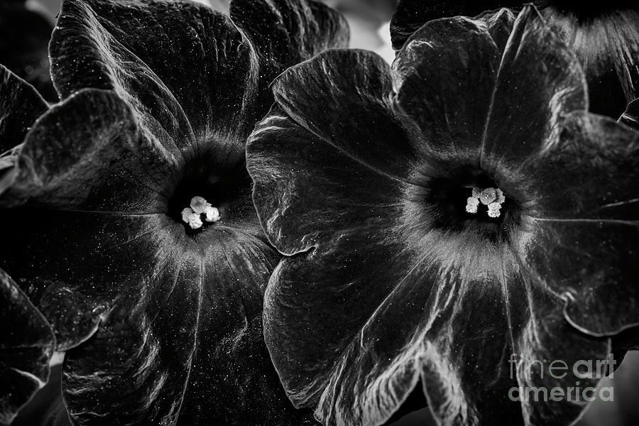 Flower Photograph - Petunia Black Velvet Flowers Monochrome by Tim Gainey
