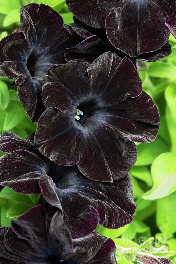 Flower Photograph - Petunia Black Velvet Flowers  by Tim Gainey