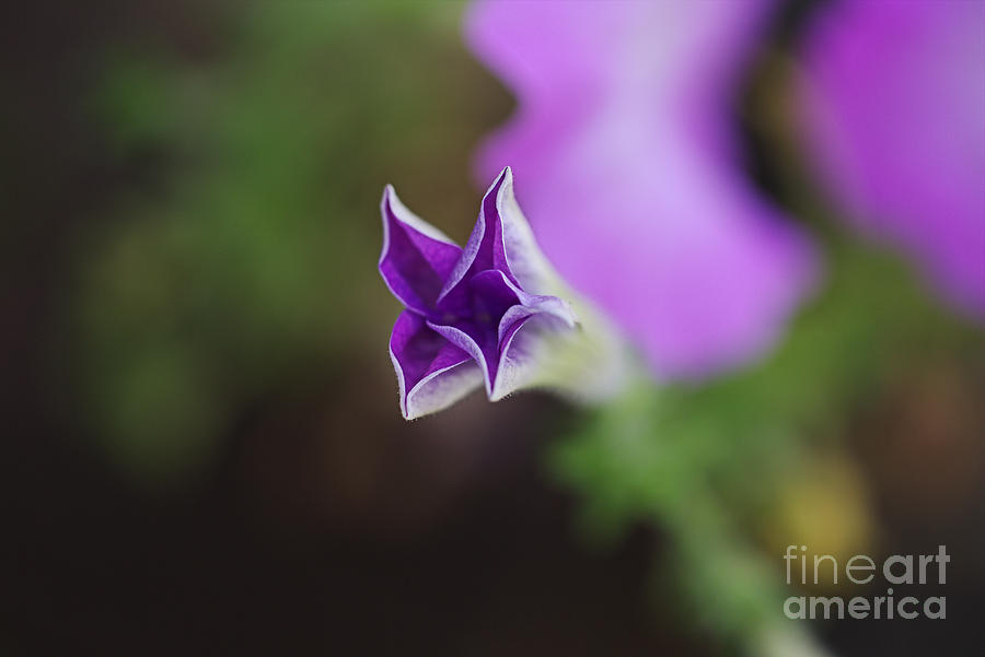 Petunia Bud Purple Photograph by Joy Watson