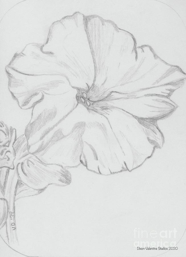 Petunia Drawing by Valerie Valentine