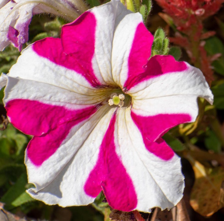 Petunia with Heart-Shaped Stripes Photograph by Paul Thompson