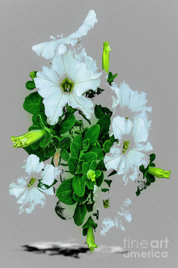 Petunias Digital Art by Anthony Ellis