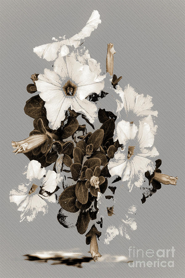 Petunias - Black And White Digital Art by Anthony Ellis