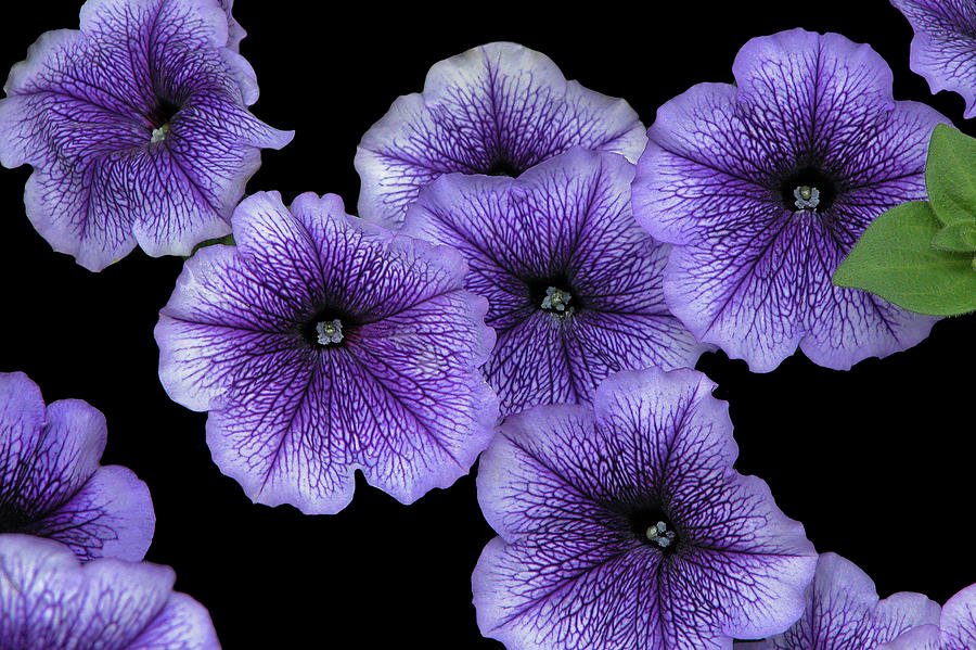 Petunias Photograph by Engle Meredith Petunias Photograph by Engle Meredith