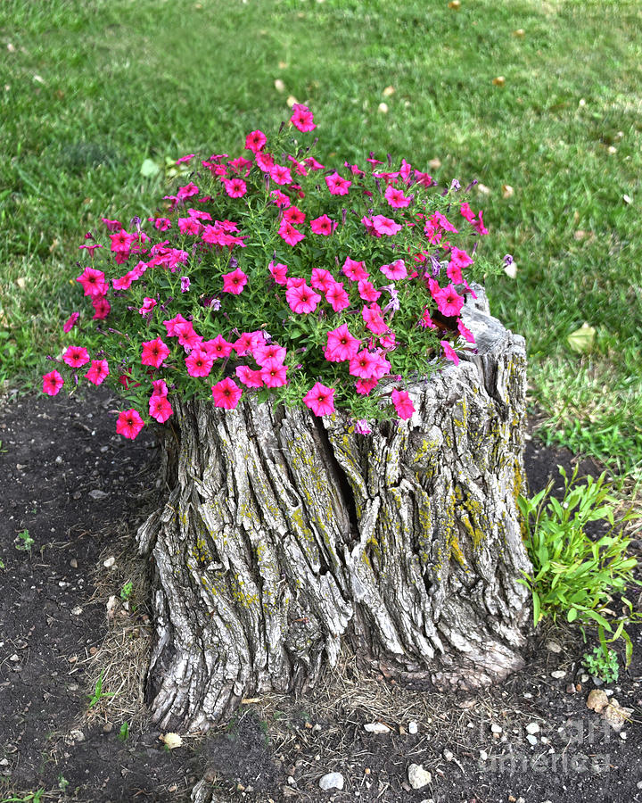 Petunias in a Tree Stump Photograph by Catherine Sherman