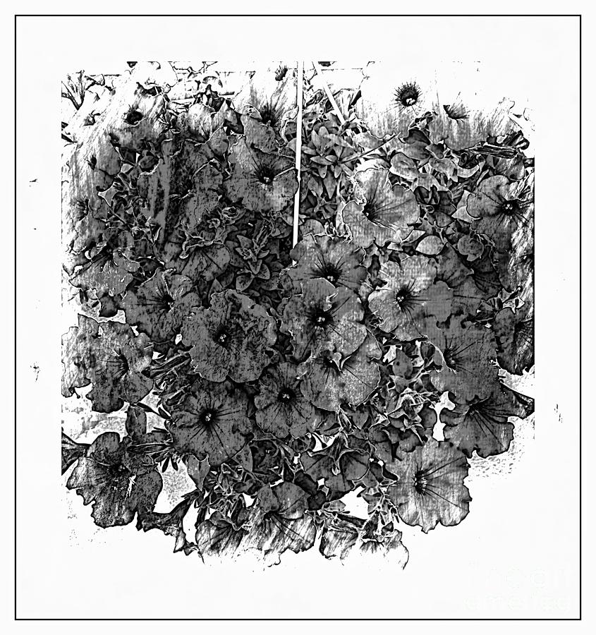 Petunias in Black and White Photograph by Barbara A Griffin