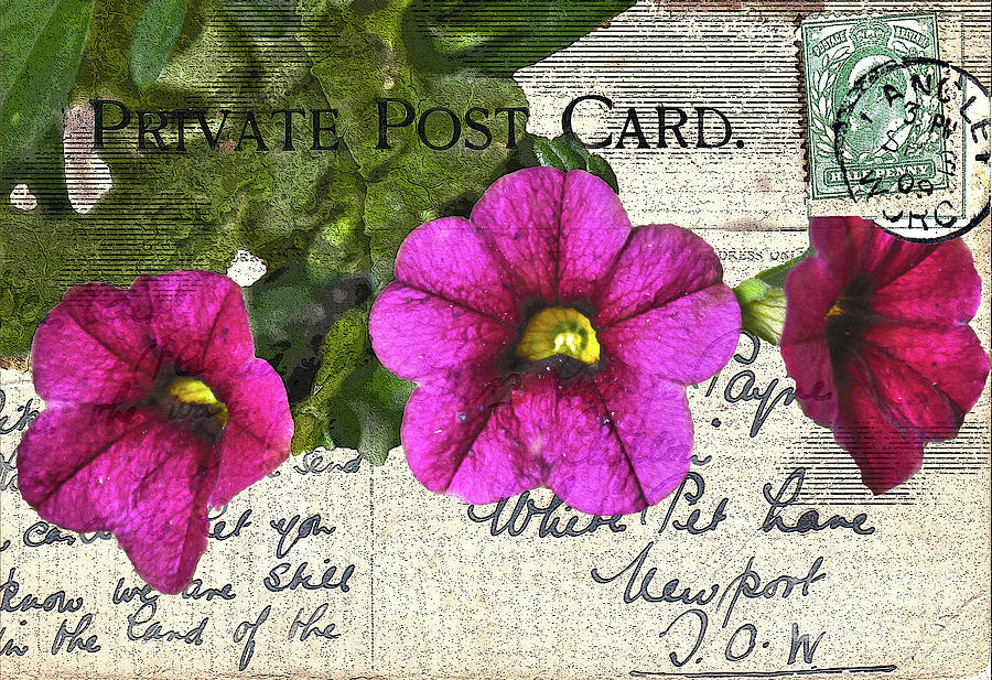 Petunias on Private Vintage Postcard Photograph by Nina Silver