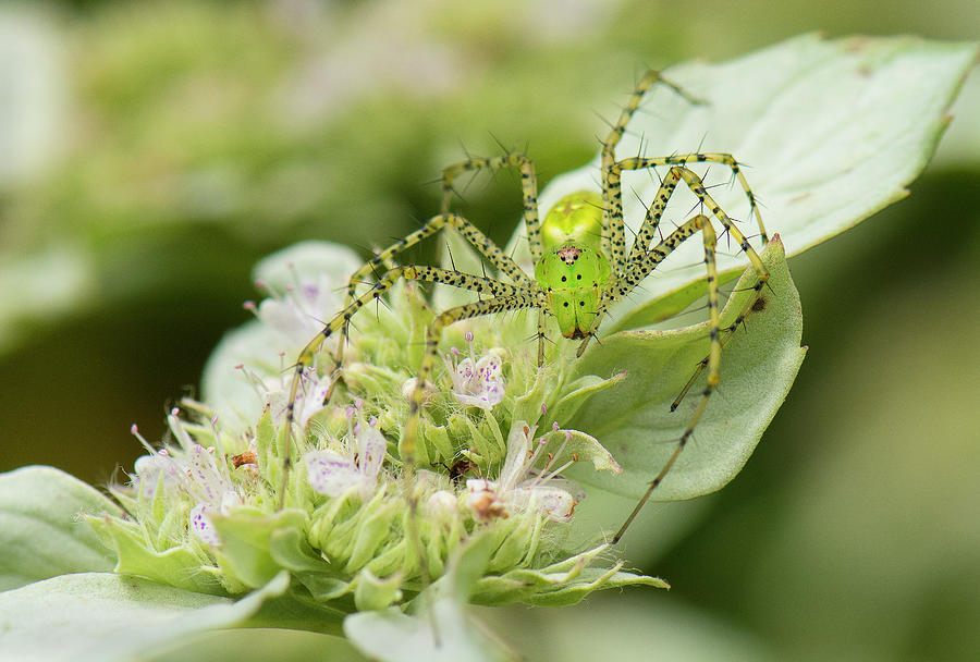 Peucetia viridans, Green lynx spider,  Photograph by Eric Abernethy