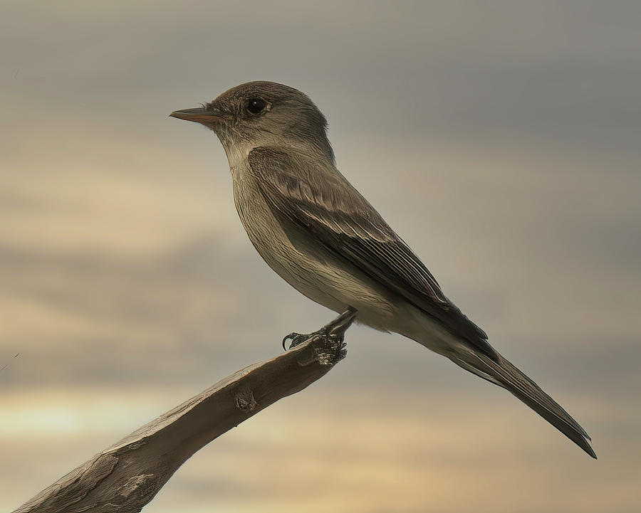 Pewee Photograph by Wade Aiken