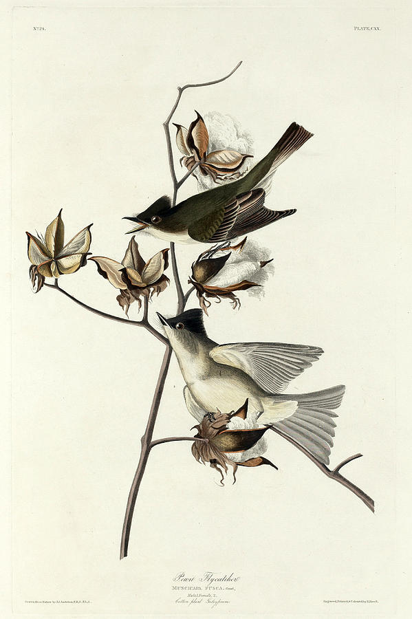 Pewit Flycatcher Drawing by Robert Havell