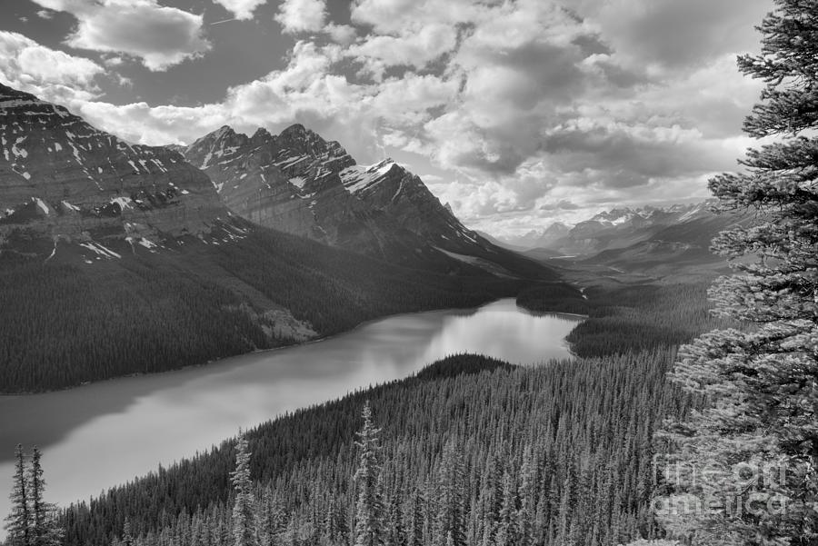 Peyto Lake And A Pine Black And White Photograph by Adam Jewell