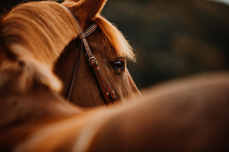Pferd Fuchs im Herbst im Gegenlicht als Portrait Porträt Photograph by Tabitha Roth