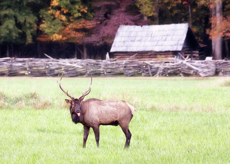 Pfft - Bull Elk Sticking Tongue Out Photograph by Susan Rissi Tregoning