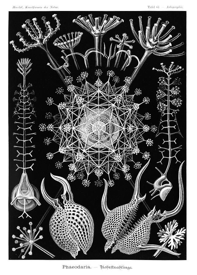 Phaeodaria - High resolution - Digitally enhanced Drawing by Ernst Haeckel
