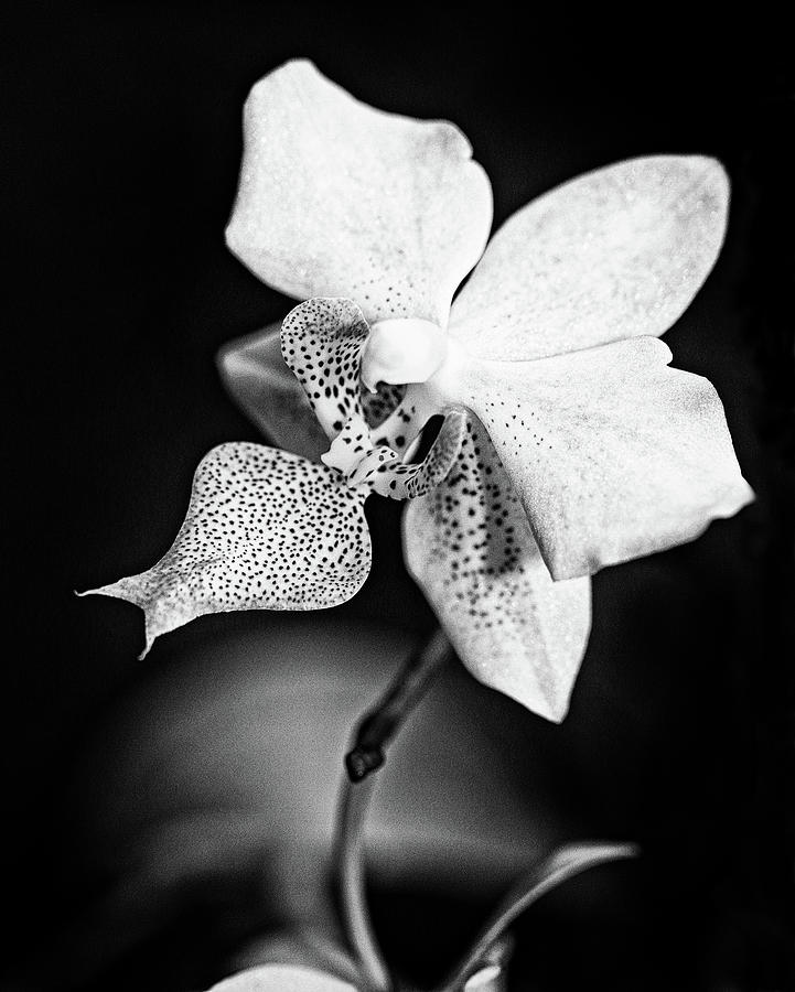 Phal Equestris Photograph by April McNiff - Fine Art America