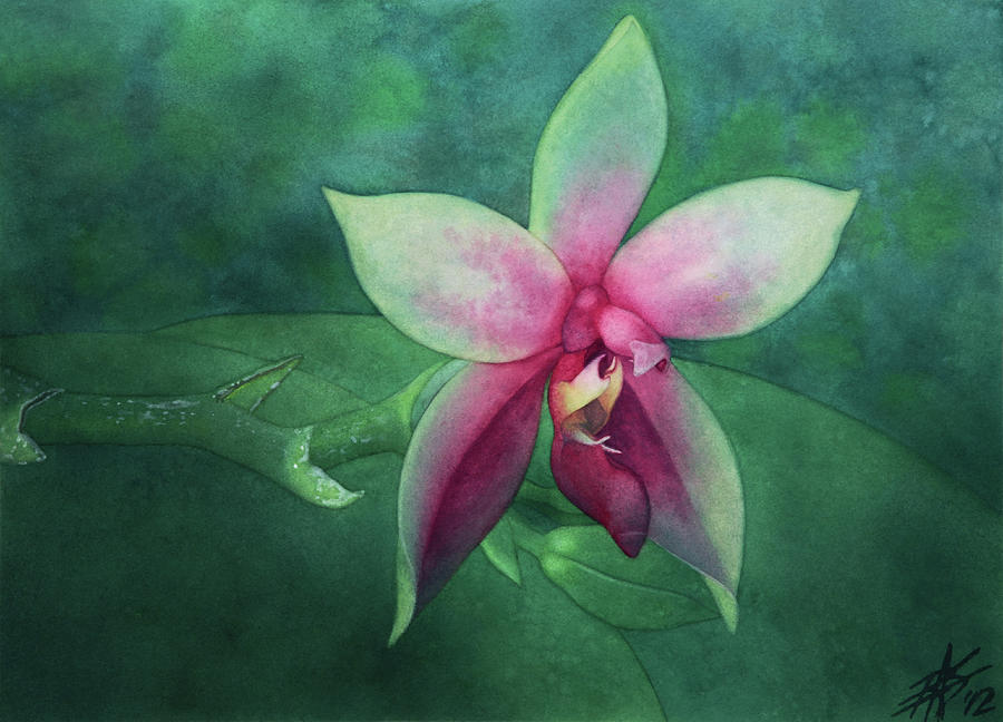 Phalaenopsis bellina Painting by Robin Street-Morris