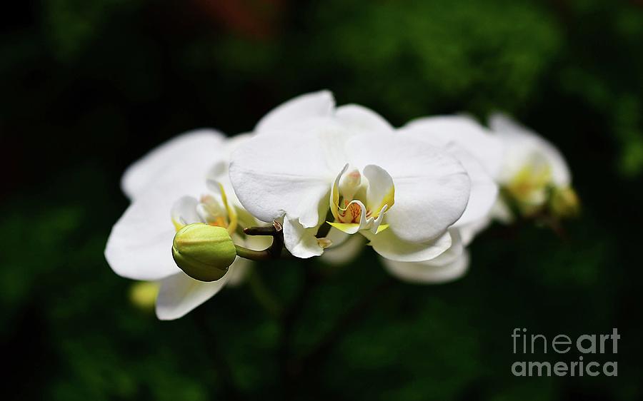 Phalaenopsis Photograph by Cindy Manero