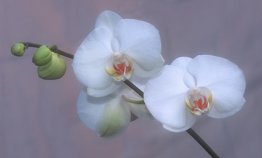Phalaenopsis Photograph by Dave Mills