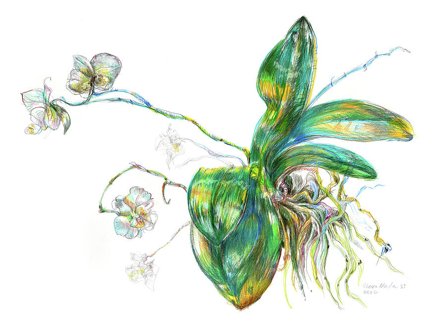 Phalaenopsis Painting by Gloria Newlan