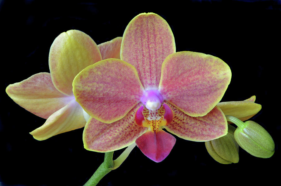Phalaenopsis Miniature Orchids Photograph by Terence Davis