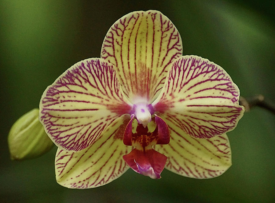 Phalaenopsis Orchid Photograph by Blair Wainman