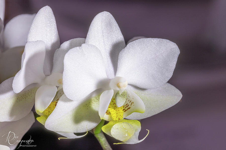 Phalaenopsis Orchid Photograph by Dee Carpenter