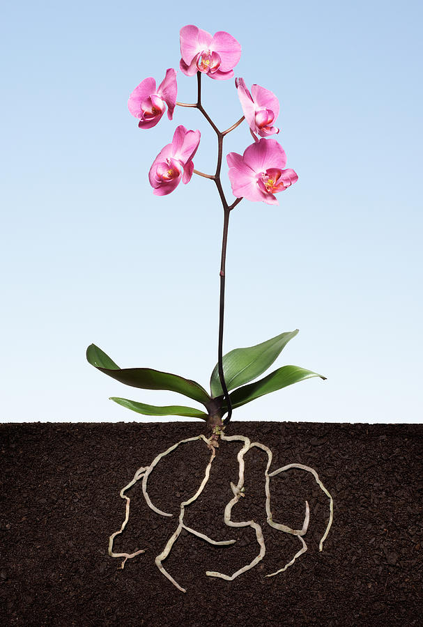 Phalaenopsis orchid growing in soil with roots. Photograph by Tim Robberts