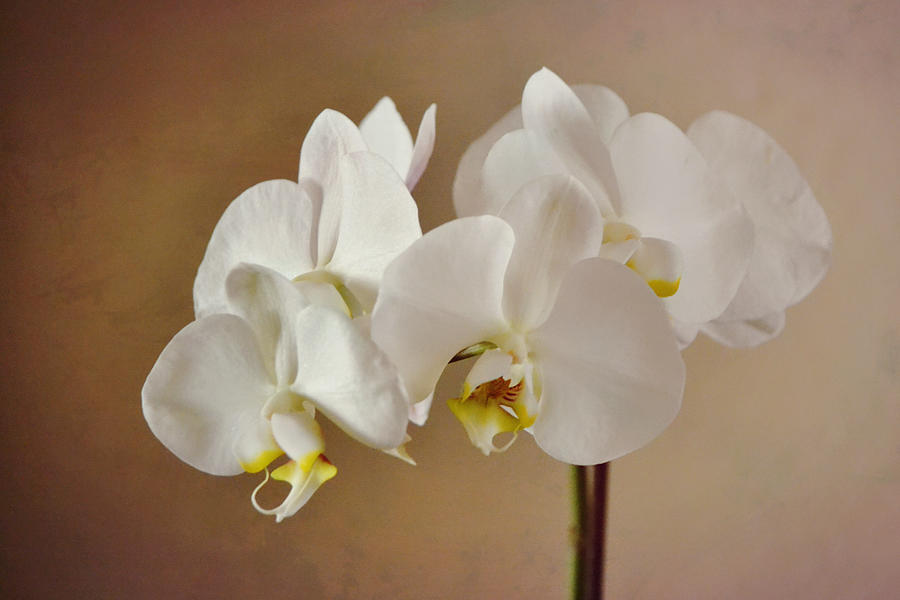 Phalaenopsis Orchid in White Photograph by Gaby Ethington - Fine Art ...